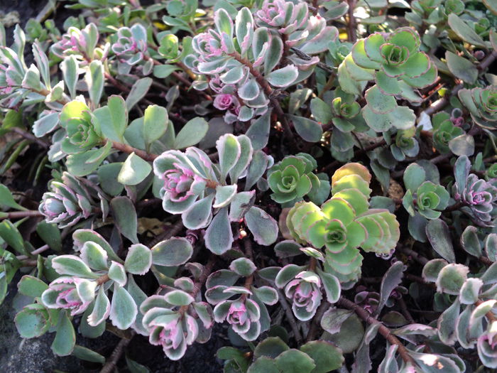 DSC04851 - 0-florile mele