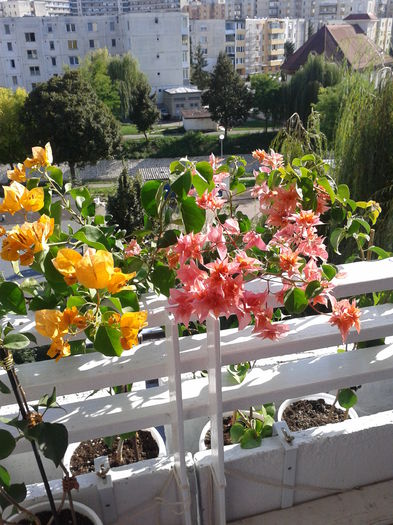 Fotografie-0003 - BOUGAINVILLEA       august - septembrie 2014