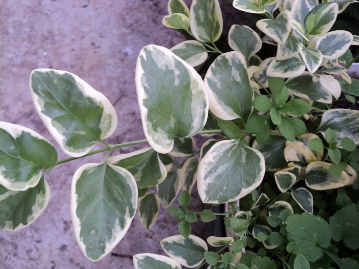 DSC04854 - 0-florile mele