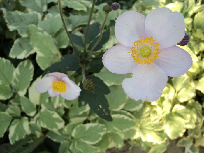 DSC04856 - 0-florile mele