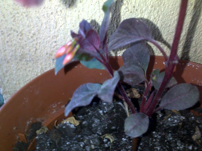 funchia tigareta