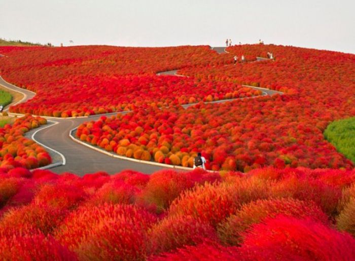 Parcul Hitachi Seaside-Japonia; in prefectura Ibaraki a insulei Honshu
