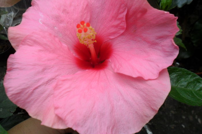 Picture 159 - hibiscusi 2014-2