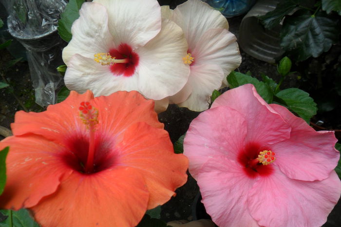 Picture 160 - hibiscusi 2014-2