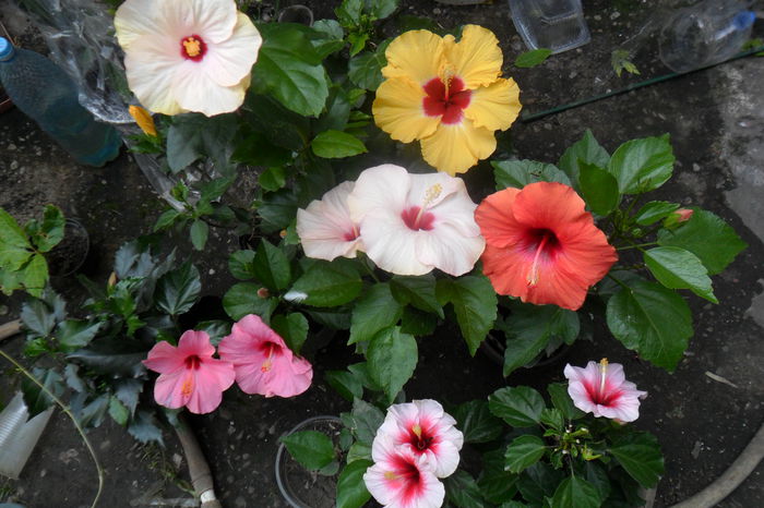 Picture 162 - hibiscusi 2014-2
