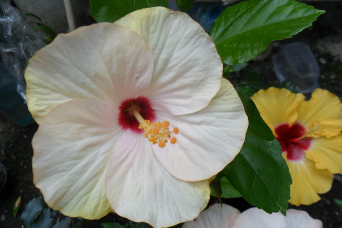 Picture 166 - hibiscusi 2014-2