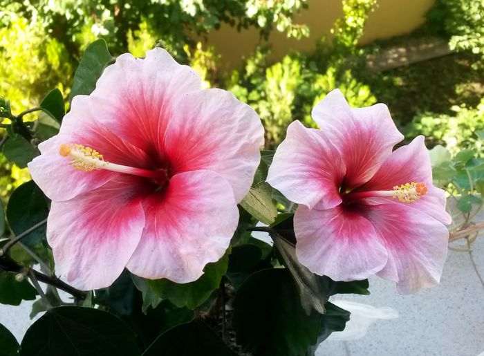 Pink Dream M.