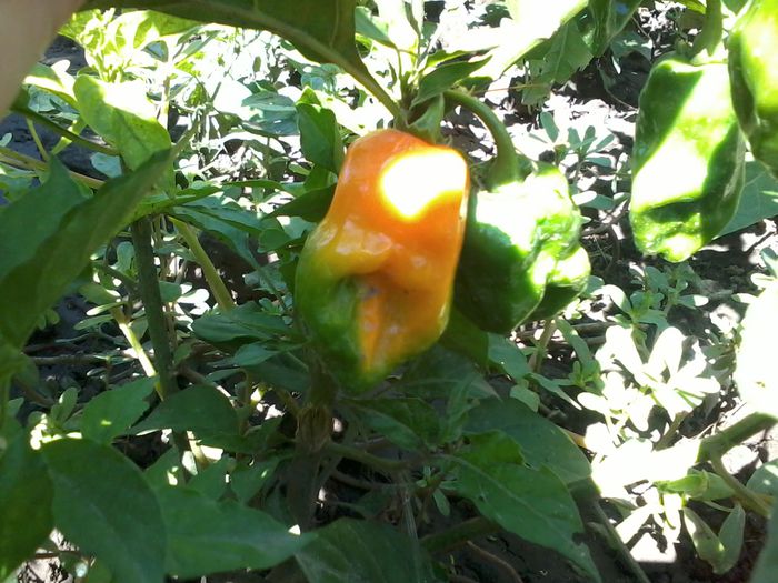 2014-09-01 11.27.00; Din cei necunoscuti
