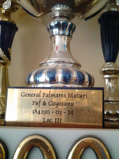 PUF & GOGOSANU CRISTI!