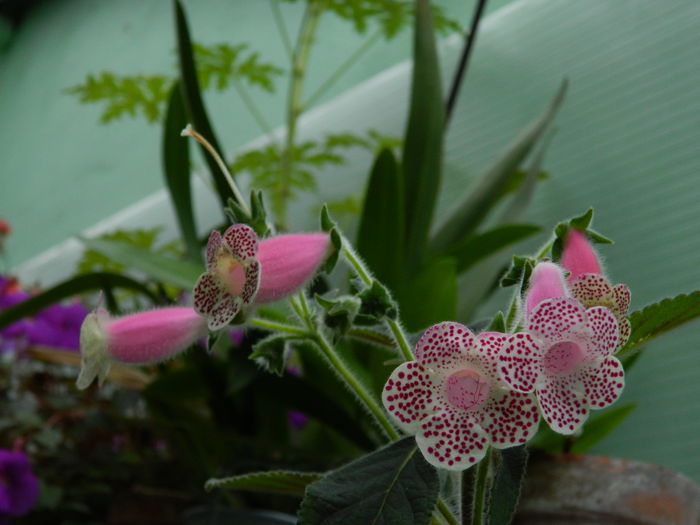 DSCN7946 kohleria Dani83 - SEPTEMBRIE_2014