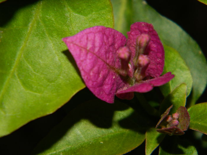 DSCN7987 bouga.Aurelia44