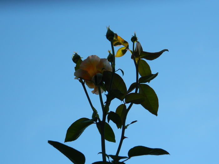 DSCN8003 - SEPTEMBRIE_2014