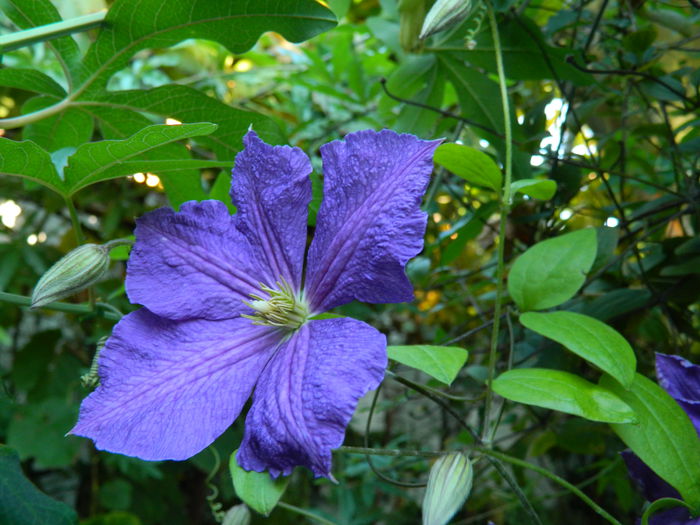 DSCN8007 - SEPTEMBRIE_2014
