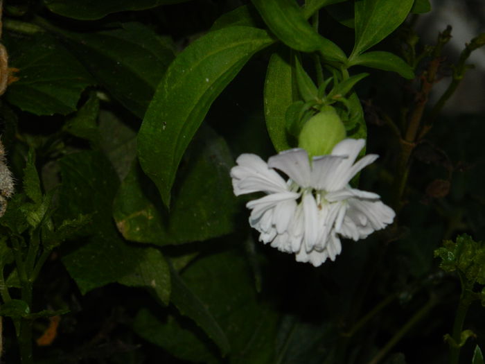 DSCN8011 - SEPTEMBRIE_2014