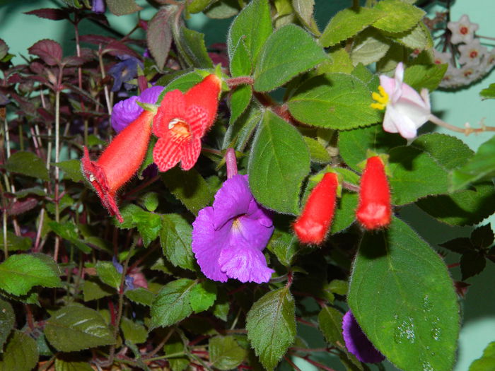 DSCN8016 - SEPTEMBRIE_2014