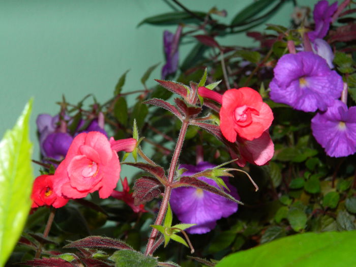 DSCN8022 - SEPTEMBRIE_2014