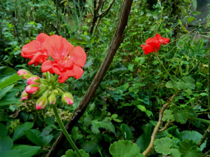 DSCN8027 - SEPTEMBRIE_2014
