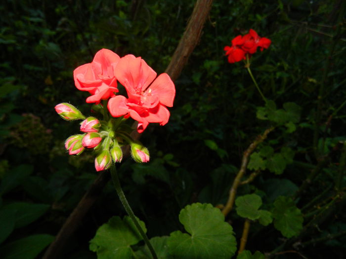 DSCN8028 - SEPTEMBRIE_2014