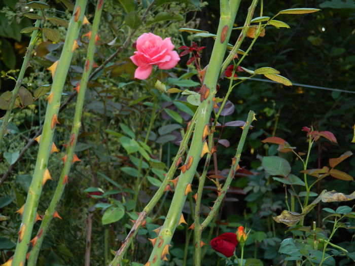 DSCN8029 - SEPTEMBRIE_2014