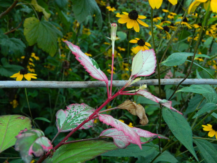 DSCN8032 - SEPTEMBRIE_2014