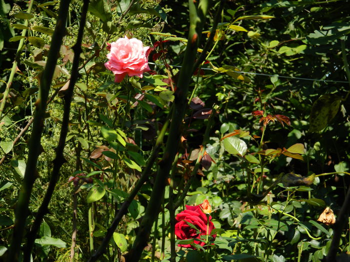 DSCN8037 - SEPTEMBRIE_2014