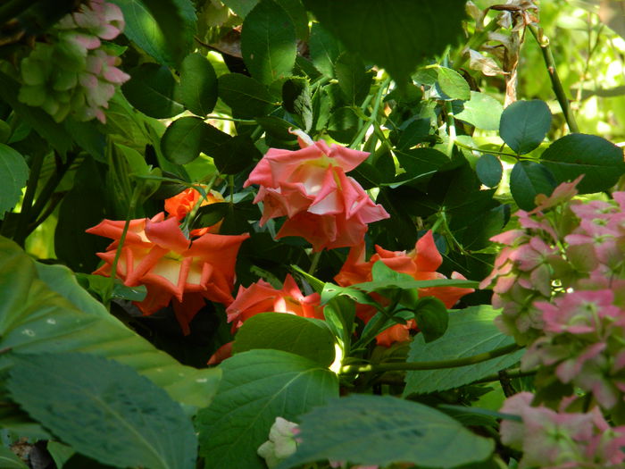 DSCN8043 - SEPTEMBRIE_2014