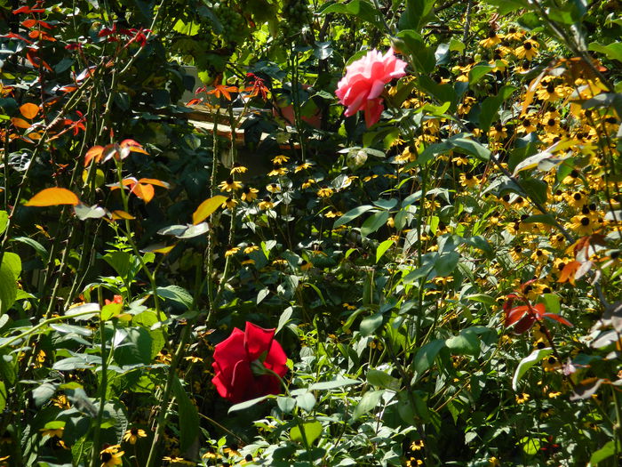 DSCN8061 - SEPTEMBRIE_2014