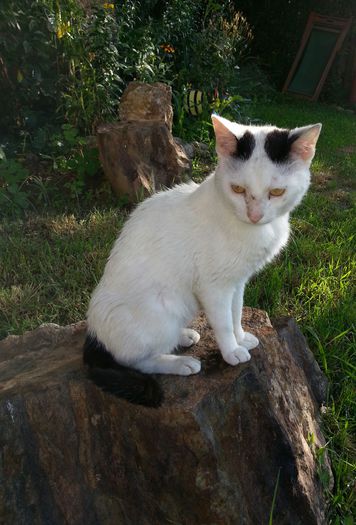 În sfîrșit , acasă ! Dupa 2 luni jumătate... - TOMITZA_LUPU_LORA_DOLLY_MITZI