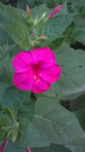 miriabilis - 2014