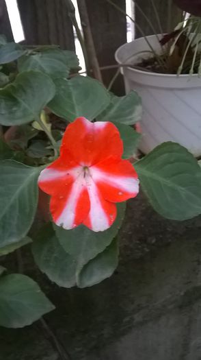 impatiens - 2014