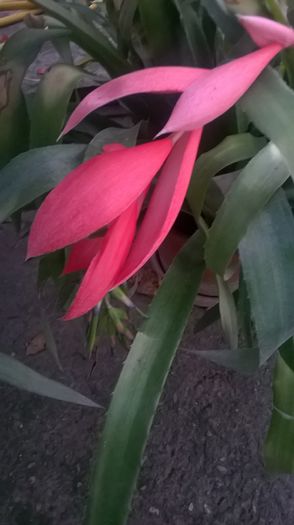 bilbergia - 2014