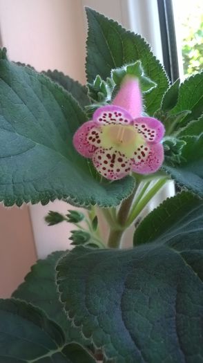 kohleria queen olimpus - 2014