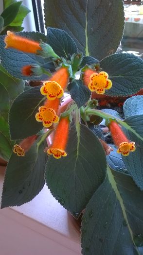 kohleria - 2014