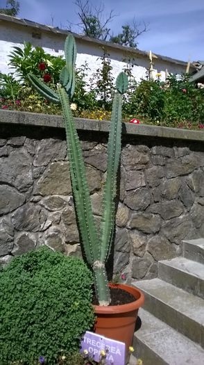 cactus - 2014