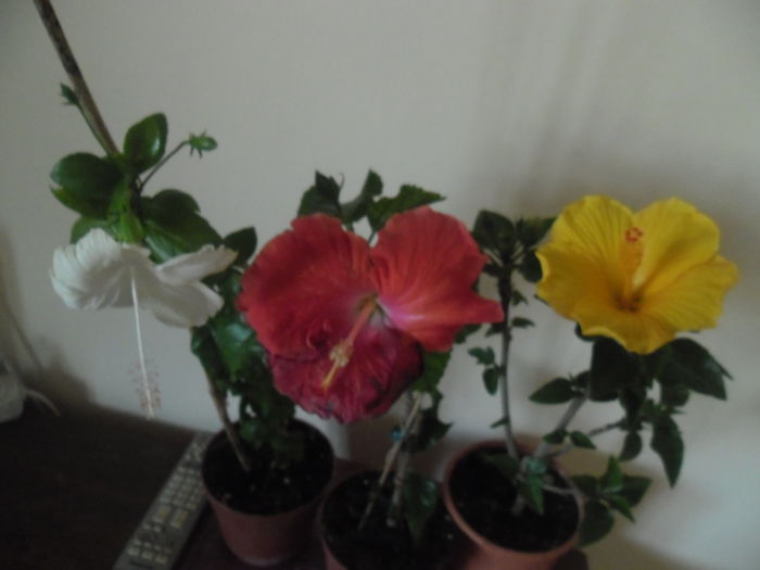 009 - Hibiscus 2014-1