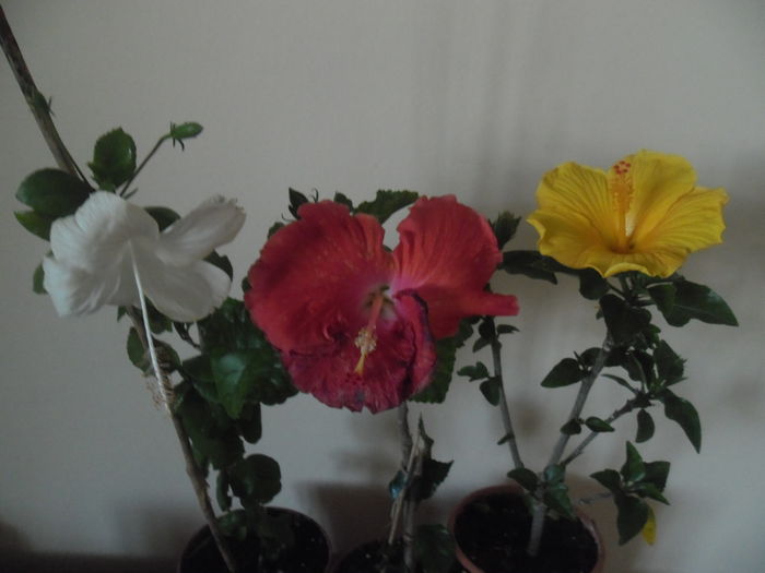 006 - Hibiscus 2014-1