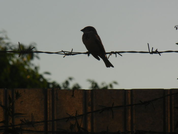 House Sparrow_Vrabiuta (2013, May 12) - House Sparrow_Vrabiuta