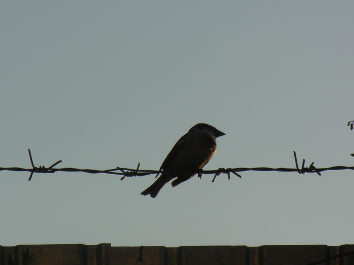 House Sparrow_Vrabiuta (2013, May 12)