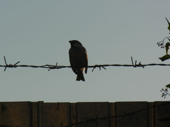 House Sparrow_Vrabiuta (2013, May 12) - House Sparrow_Vrabiuta