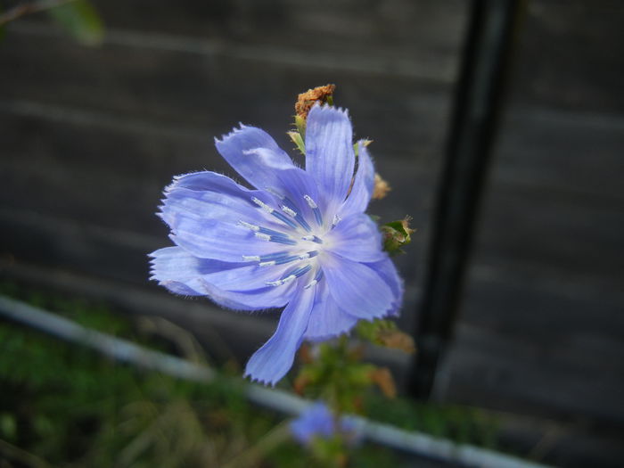 Cichorium intybus (2014, Aug.31) - Cichorium intybus_Cichory