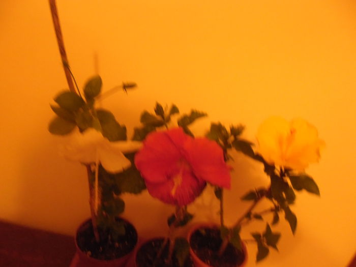 Seara - Hibiscus 2014-1