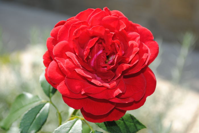 Out of Rosenheim,valul 3 de flori