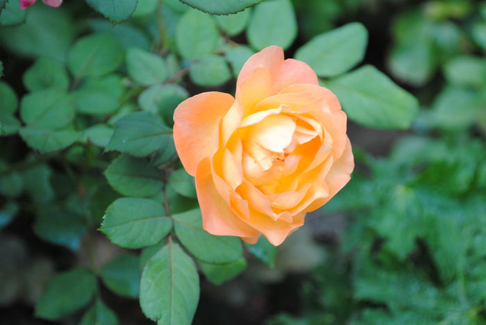 Lady Emma Hamilton