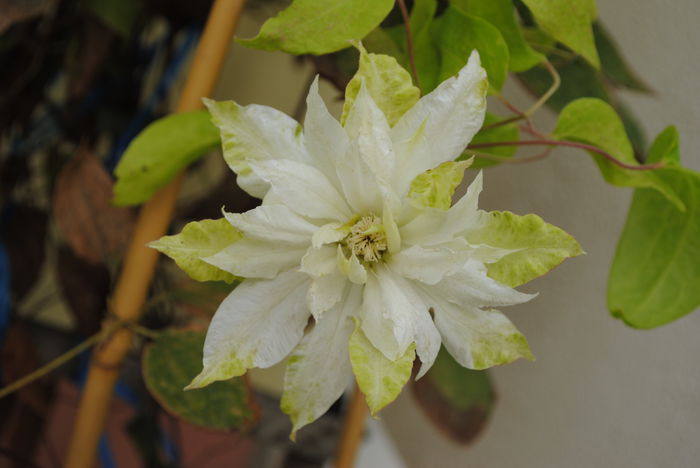 clematis Yuki Okoshi
