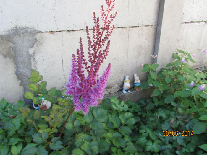 Astilbe rosii (4)