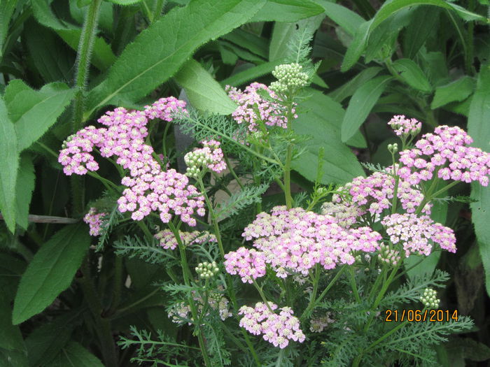 Achilleia millefolium-Coada soricelului