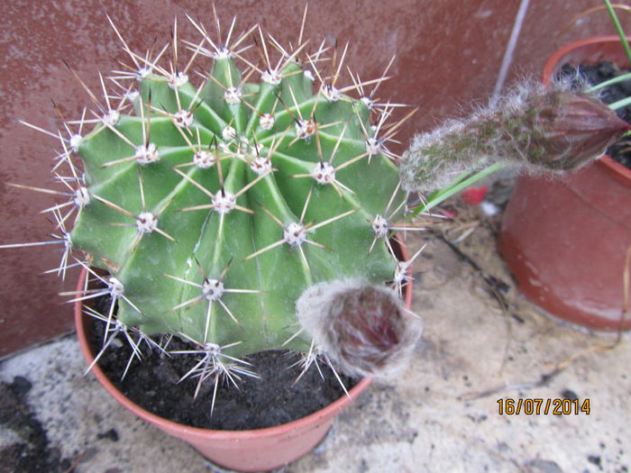 Cactus - b-Vara