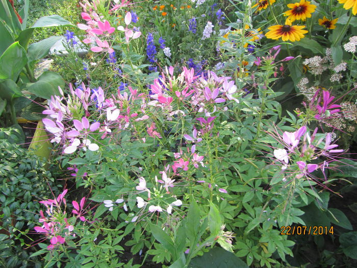 Cleome (7)
