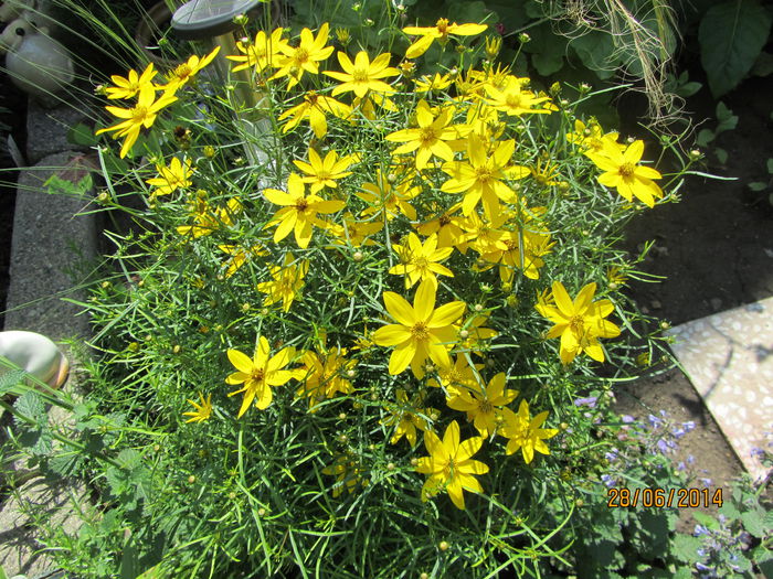 Coreopsis zagreb (13)