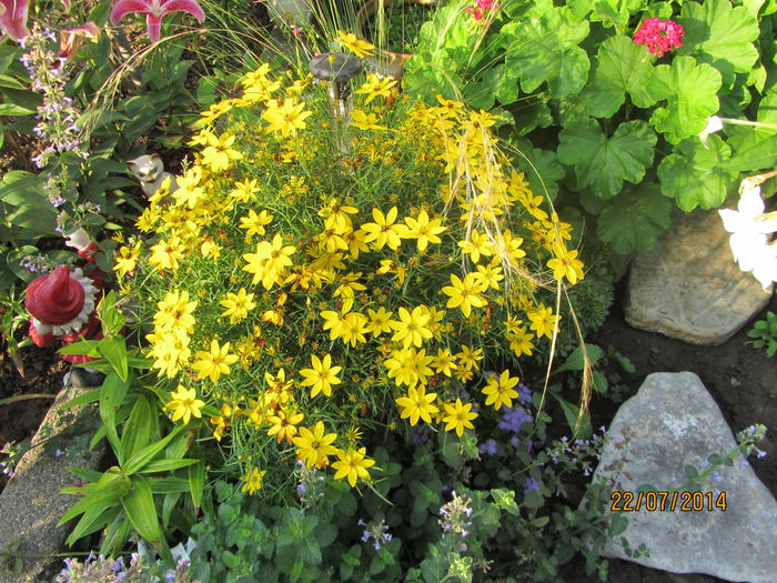 Coreopsis zagreb (19)